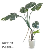 フェイクグリーン　モンステラ(アイボリー-120cm)