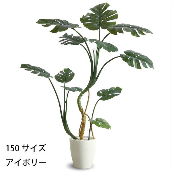 フェイクグリーン　モンステラ(アイボリー-150cm)