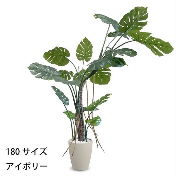 フェイクグリーン　モンステラ(アイボリー-180cm)