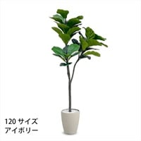 フェイクグリーン　フィカス・リラータ(アイボリー-120cm)