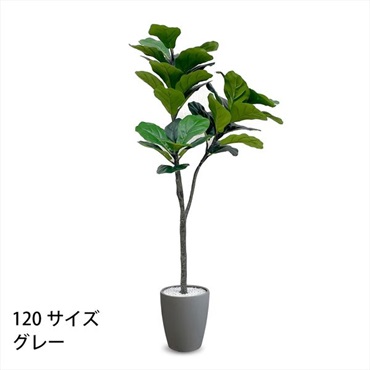 フェイクグリーン　フィカス・リラータ(グレー-120cm)