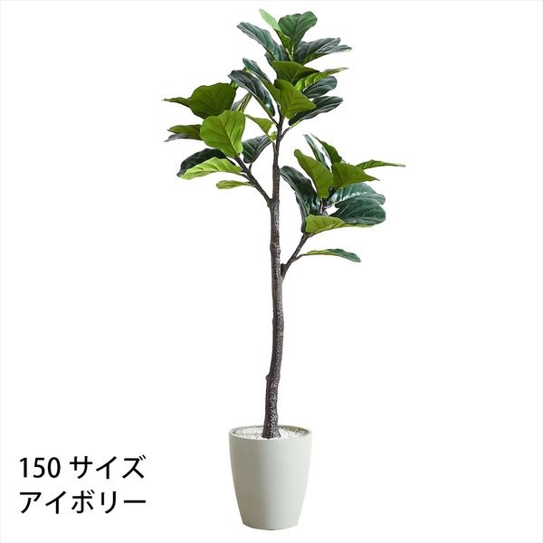 フェイクグリーン　フィカス・リラータ(アイボリー-150cm)
