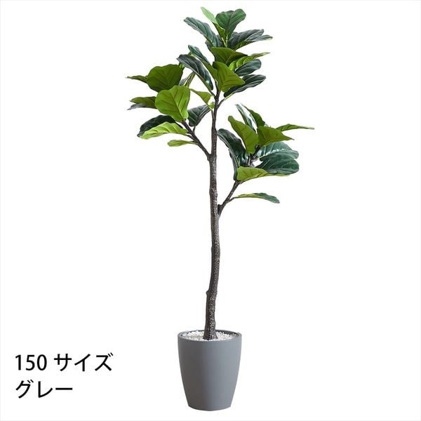 フェイクグリーン　フィカス・リラータ(グレー-150cm)