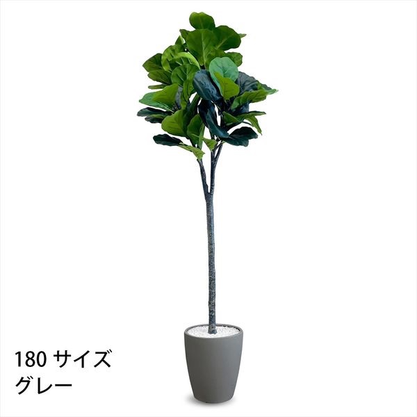 フェイクグリーン　フィカス・リラータ(グレー-180cm)