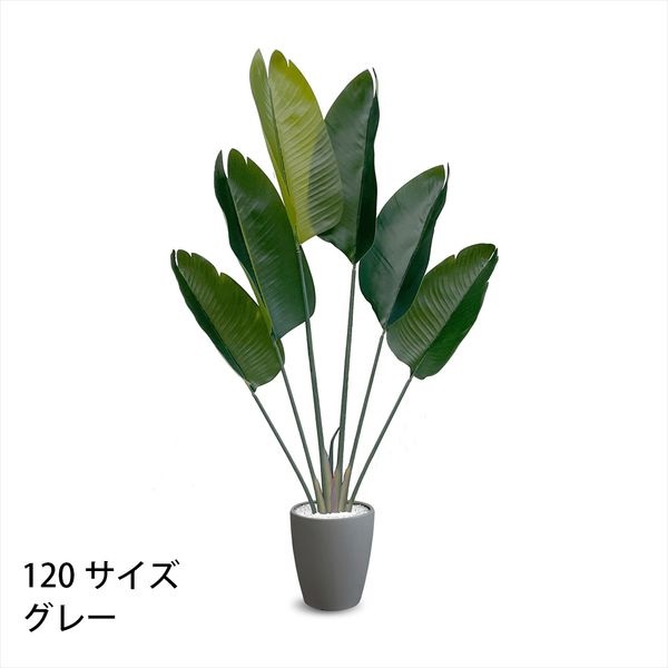 フェイクグリーン ストレリチア | イオンスタイルオンライン 衣料品