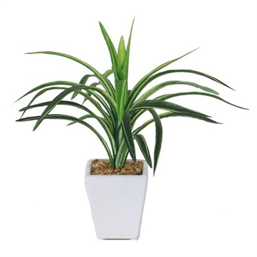 ★専用★　ドラセナ　オンベット ドラセナミニポット | イオンスタイルオンライン 衣料品・暮らしの品を