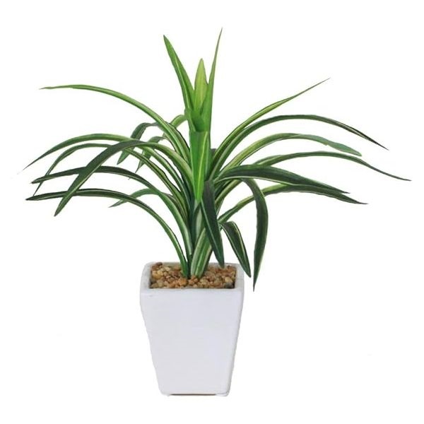 ★専用★　ドラセナ　オンベット ドラセナミニポット | イオンスタイルオンライン 衣料品・暮らしの品を