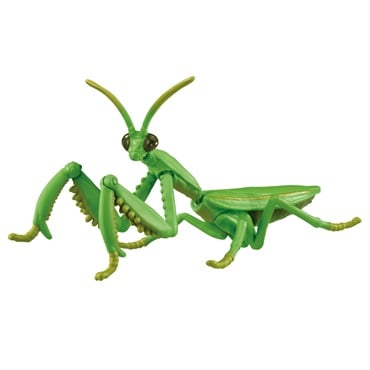 アニア AL-32 オオカマキリ お一人さま3点限り 4904810952503 | イオン