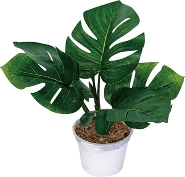 びっくらぽん☆モンステラ モンステラポット | イオンスタイルオンライン 衣料品・暮らしの品を