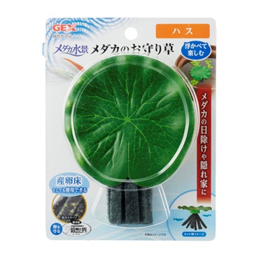 メダカ水景 メダカのお守り草 ハス ジェックス