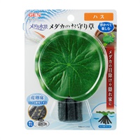 メダカ水景 メダカのお守り草 ハス ジェックス(ハス)