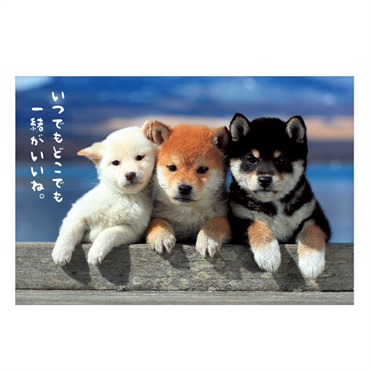 anta KT splash4 柴犬　28 Anta クレイ・トンプソン KT Splash 4 