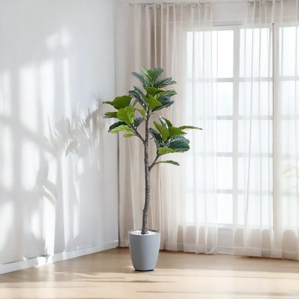 個性派インテリアグリーン・フィカス・リラータ14／初心者歓迎／丁寧梱包