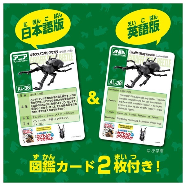 アニア AL－38 ギラファノコギリクワガタ お一人さま3点限り