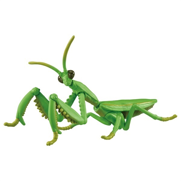 アザミカマキリ雄　立体標本 P-4904810952503_sub04_LL.jpg