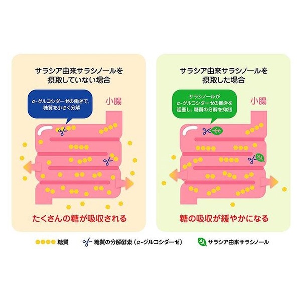 菊芋ごぼう茶 サラシアブレンド 30袋 あじかん 【機能性表示食品