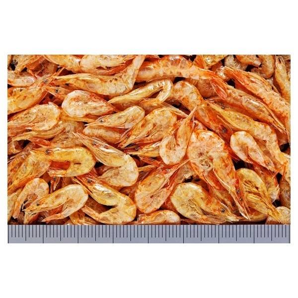 こえび
三柱台座 桶太鼓 EA758ZX-113｜P型 電子点灯管(ｸﾞﾛｰ)のページ -