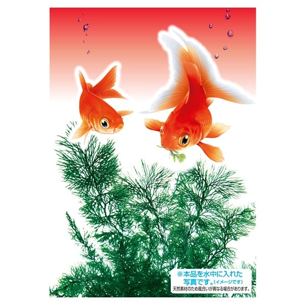 金魚水景 天然おつまみ草 9g GEX | イオンスタイルオンライン 衣料品