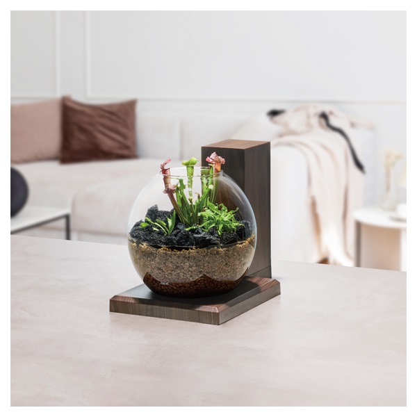 グラスアクア PERCO B‐Dark Wood こげ茶 GEX ジェックス | イオン