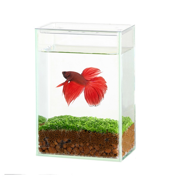 ショーベタコレクションケース S Suisaku 水作 | イオンスタイル