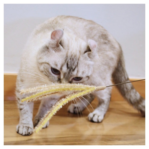 じゃれ猫 猫のお遊びススキ草 20本付き台紙 キャティーマン CattyMan