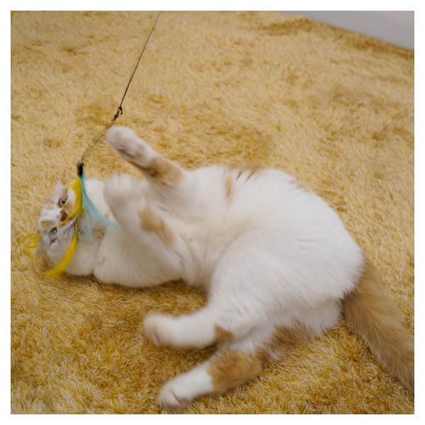 じゃれ猫 猫のお好みじゃらし 1本 キャティーマン CattyMan ドギーマン