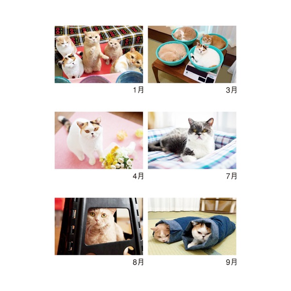 2026年】 壁掛けカレンダー ねこと生活 みかんとじろうさんち